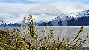 Cook Inlet blossoms against Chigmit Mts. photo