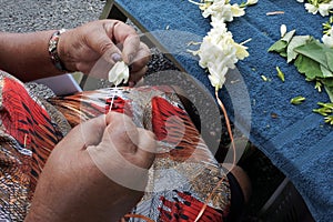 Cook Islander mature woman sewing a frangipani flowers lei Rarotonga Cook Islands