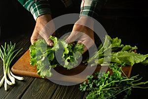 The cook on the kitchen table sorts lettuce leaves before preparing vegetarian food for lunch. Close-up of a chef hands while