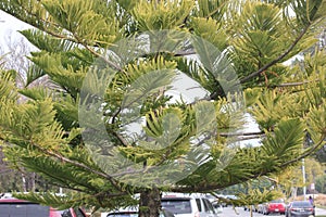 Cook pine, Coral reef araucaria, Araucaria columnaris,