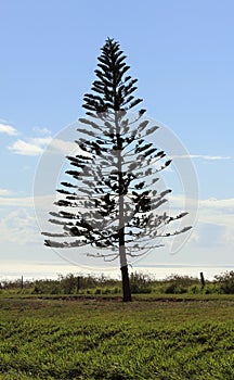 Cook Pine Trees in Lanai