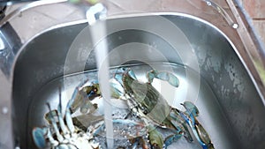 The cook rinses with tap water of blue crabs in the kitchen sink.