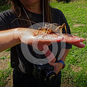 Cook Strait giant weta on a hand for scale