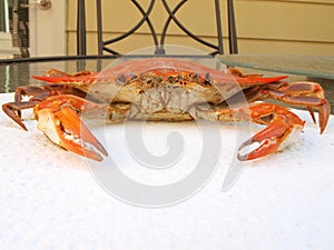 Cooked blue crab on paper towel
