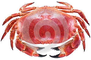Cooked brown crab or edible crab.