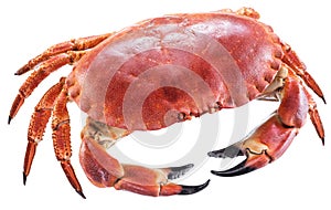 Cooked brown crab or edible crab