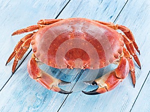 Cooked brown crab or edible crab isolated on the blue wooden tab