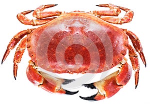 Cooked brown crab or edible crab