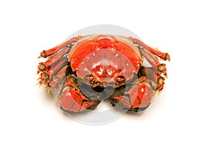 Cooked Chinese hairy crab on white