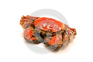 Cooked Chinese hairy crab on white