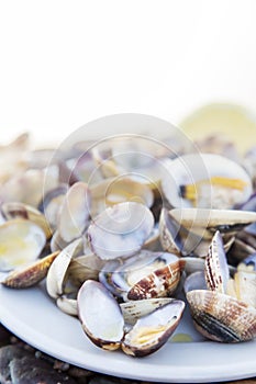 Cooked Clams isolated on white