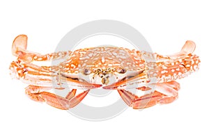 Cooked crab