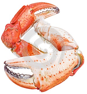 Cooked crab claws. File contains clipping paths