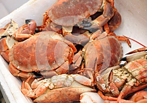 Cooked crab on the fishmongers stall