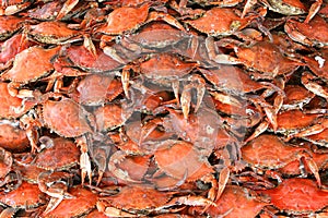 Cooked Crabs