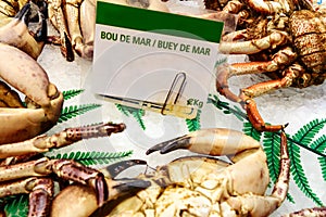 Cooked edible crabs (buey de mar) photo