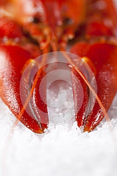 Cooked freshwater crayfish on sea salt