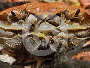 Cooked Hairy Crab in Hong Kong