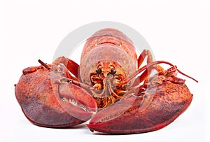 Cooked lobster isolated on a white background, homarus gammarus