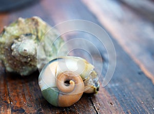 Cooked meat of veined rapa whelk (rapana venonsa). Seafood. Golden ratio, spiral.