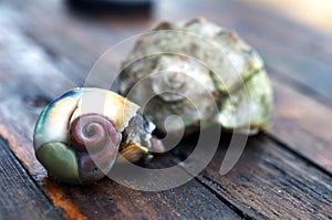 Cooked meat of veined rapa whelk (rapana venosa). Seafood. Golden ratio, spiral.