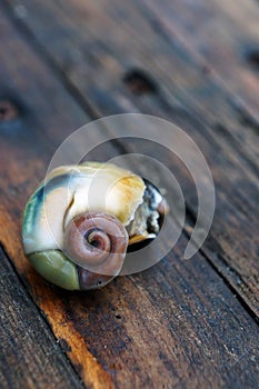 Cooked meat of veined rapa whelk (rapana venosa). Seafood. Golden ratio, spiral.