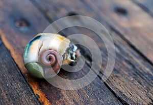 Cooked meat of veined rapa whelk (rapana venosa). Seafood. Golden ratio, spiral.