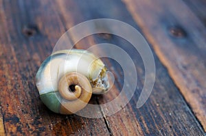 Cooked meat of veined rapa whelk (rapana venosa). Seafood. Golden ratio, spiral.