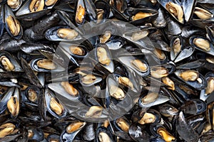 Cooked mussels full frame