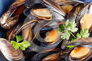 Cooked open chilean mussel (Mytilus chilensis L.) and parsley leaves closeup