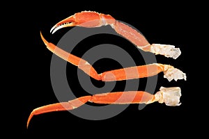 Cooked Peruvian Southern King crab leg isolated on a black background. Crab claws isolated on black background