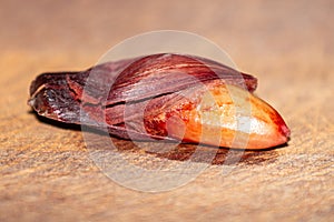 cooked pine nuts of the ParanÃ¡ pine (Araucaria angustifolia). PinhÃ£o photo