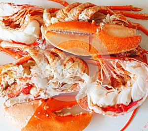 Cooked prepared lobster meat and claws photo