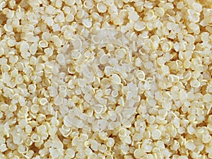 Cooked quinoa grains