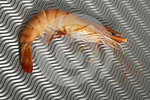Cooked shrimp with metallic background