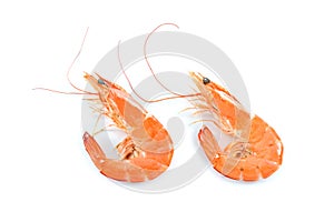 Cooked shrimps,prawns