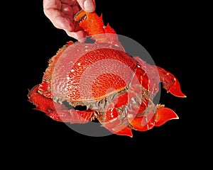 Cooked Spanner or Red Frog Crab. Isolated on Black