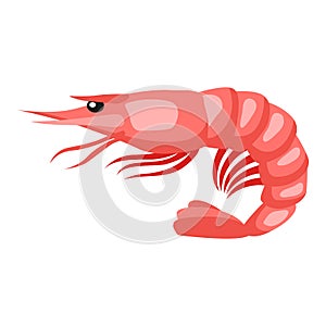 Cooked tiger shrimp. Isolated illustration of seafood on white background