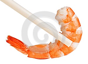 Cooked unshelled tiger shrimp in chopsticks photo