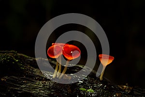 Cookeina mushroom or Red Champagne mushroom