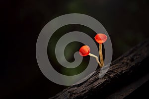 Cookeina mushroom or Red Champagne mushroom