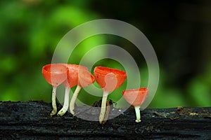 Cookeina mushroom or Red Champagne mushroom