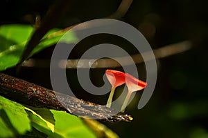 Cookeina mushroom or Red Champagne mushroom in rainfores