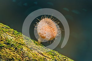 Cookeina sulcipes on dried logs