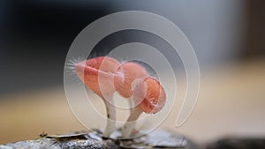 Cookeina Tricholoma mushroom