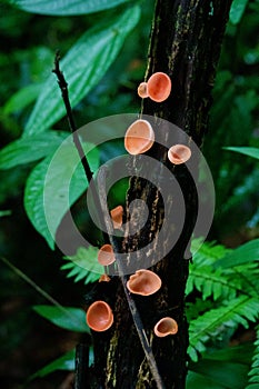 Cookeina Venezuelae mushroom at Asa Wright Nature Centre In Trinidad and Tobago photo