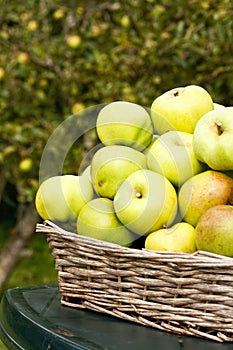 Cooking apples gathered in Autumn