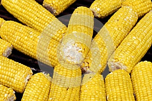 Cooking Corn. A few corn. Cereal crops