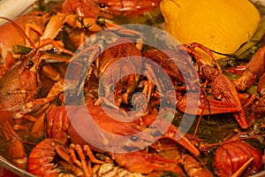 Cooking freshwater crayfish in a pan. Crayfish boil in boiling water, close-up. Cooking crayfish in boiling water