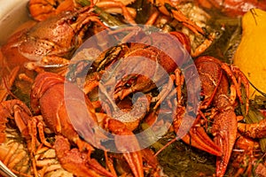 Cooking freshwater crayfish in a pan. Crayfish boil in boiling water, close-up. Cooking crayfish in boiling water